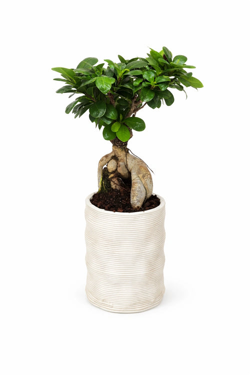 Bonsai Ficus ginseng in vaso Andromeda Made in Italy su sfondo neutro, con radici aeree decorative