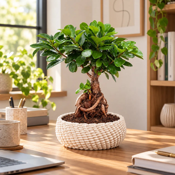 Bonsai Ficus Ginseng in vaso di ceramica Kira ambientato su scrivania in un interno moderno