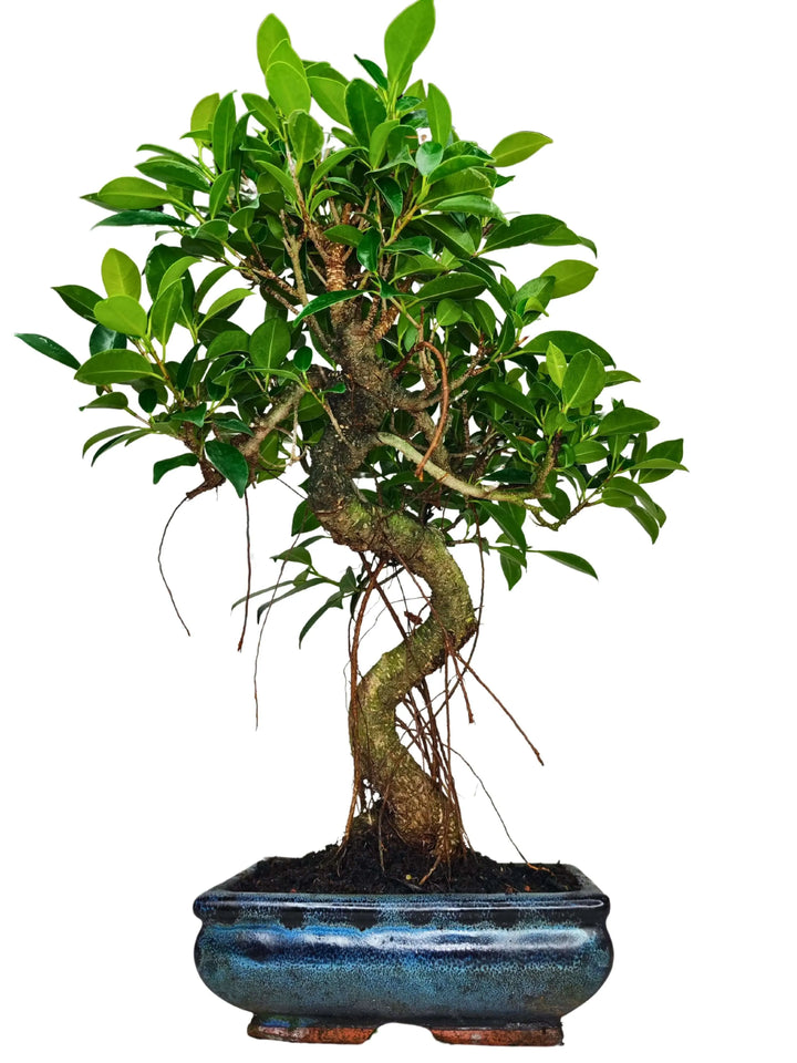 Bonsai Ficus Retusa S-Form mit Geschenkbox