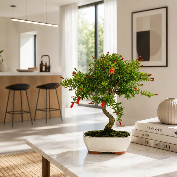 Bonsai Melograno con fiori rossi decorativi in vaso bonsai bianco su tavolo in marmo in cucina moderna dal design essenziale.