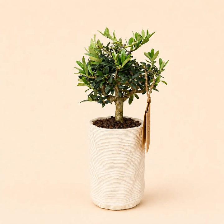 Bonsai di olivo Andromeda con chioma compatta in vaso bianco rigato dal design moderno, ideale come bomboniera green o pianta ornamentale da interno.
