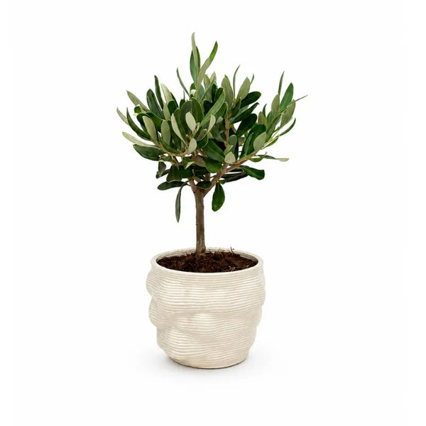 Bonsai di olivo con chioma verde in vaso artigianale Alba bianco dalla superficie lavorata, fotografato su sfondo bianco