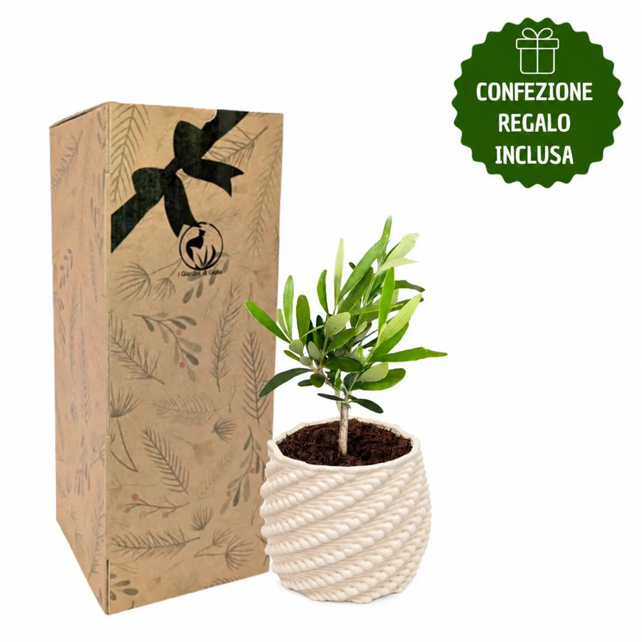 Bonsai di olivo in vaso Carina di ceramica Made in Italy con confezione regalo inclusa