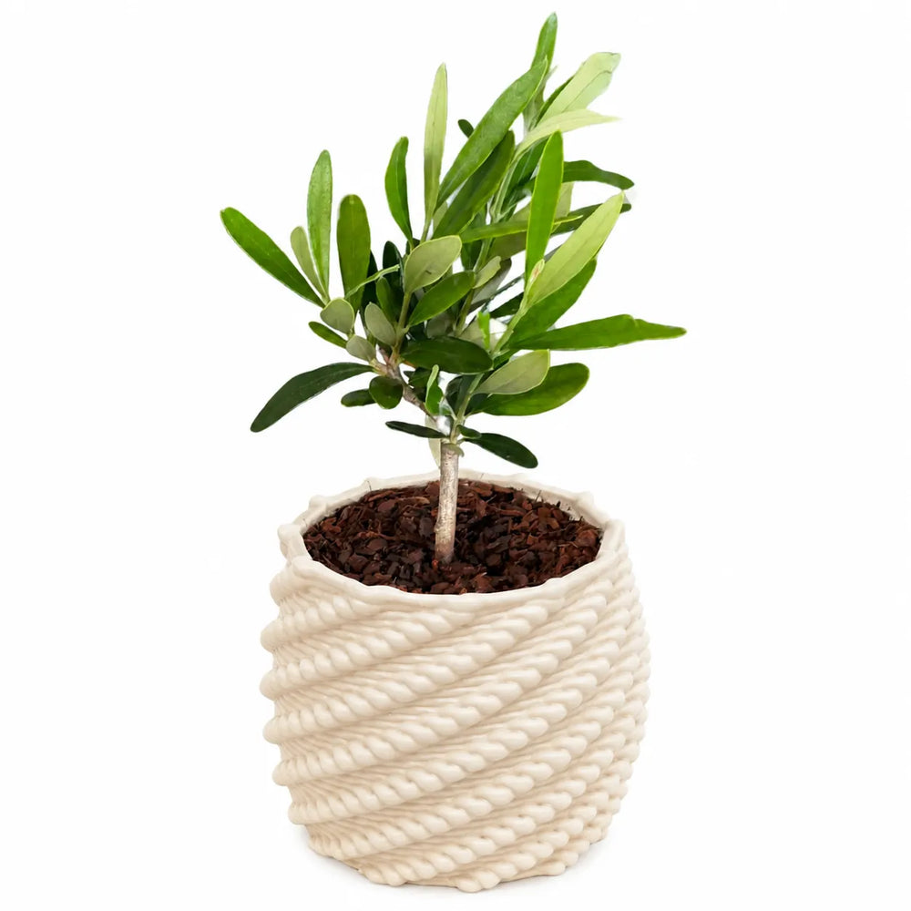 Bonsai di olivo in vaso Carina bianco in ceramica Made in Italy su sfondo bianco
