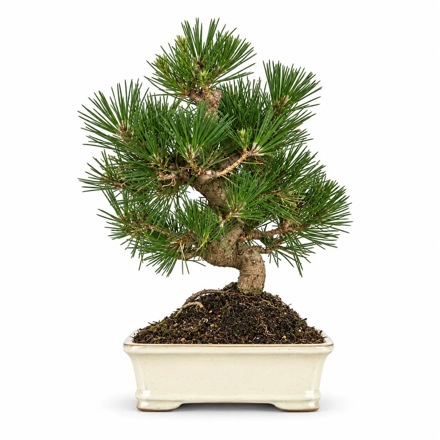 Bonsai Pinus Thunbergii di 12 anni con tronco sinuoso, aghi verdi e vaso rettangolare bianco fotografato su sfondo bianco