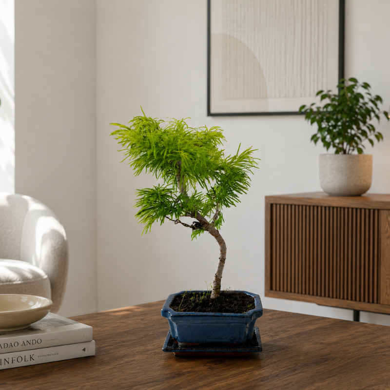 Bonsai Pseudolarix Amabilis in vaso blu posizionato su tavolo in legno scuro con arredamento moderno e dettagli minimal contemporanei.