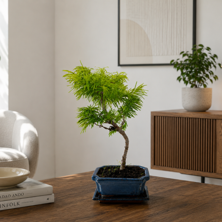 Bonsai Pseudolarix Amabilis in vaso blu posizionato su tavolo in legno scuro con arredamento moderno e dettagli minimal contemporanei.