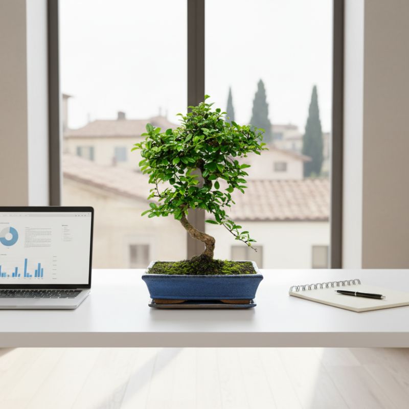 Bonsai pyracantha sp con tronco curvo e foglie verdi in vaso bonsai blu su scrivania vicino a laptop e finestra.