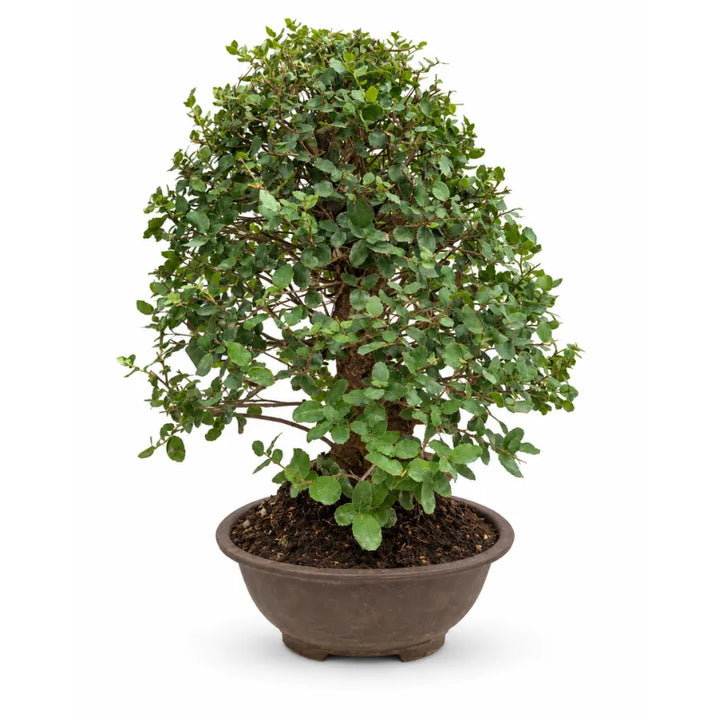 Bonsai Quercus Suber di 24 anni con chioma folta e vaso bonsai marrone su sfondo bianco