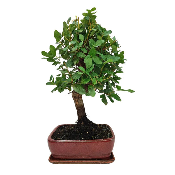 Bonsái Quercus Suber (Alcornoque) 10 Años - Colección Premium