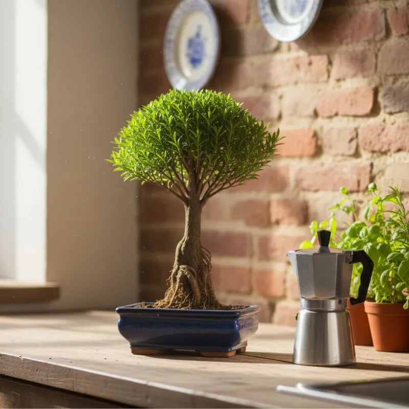 Bonsai Syzigium Buxifolium - vista ravvicinata del tronco e della chioma compatta, in vaso bonsai blu su superficie rustica.