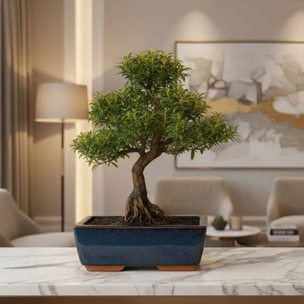 Bonsai syzygium buxifolium in vaso blu su tavolo in soggiorno elegante con arredamento moderno.