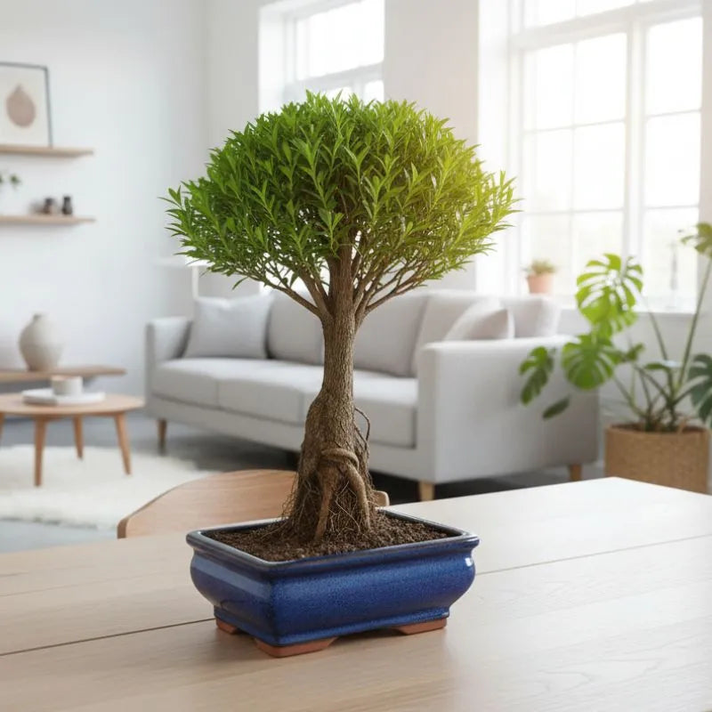 Bonsai da collezione Syzigium Buxifolium 8 anni - posto su un tavolo in un ambiente moderno e luminoso, con vaso blu.