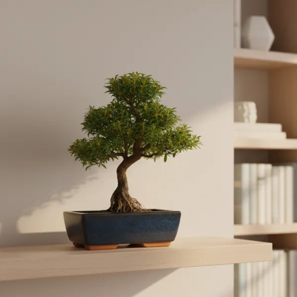 Bonsai syzygium buxifolium con chioma compatta in vaso blu su mensola in ambiente luminoso minimal.