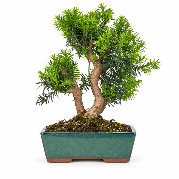 Bonsai 12 Anni Taxus Media - Collezione Premium