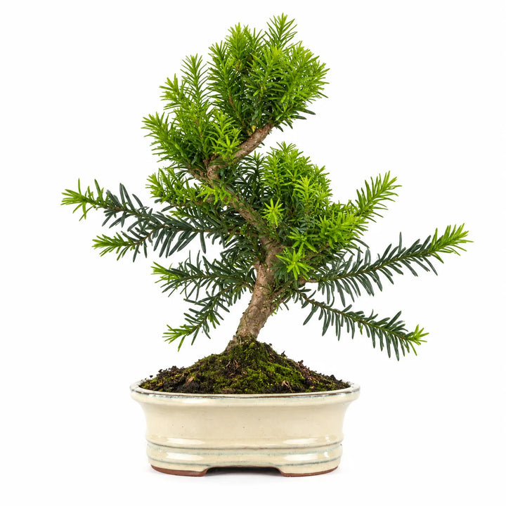 Bonsai Taxus Media di 9 anni con tronco inclinato, chioma verde e vaso bonsai ovale bianco fotografato su sfondo bianco