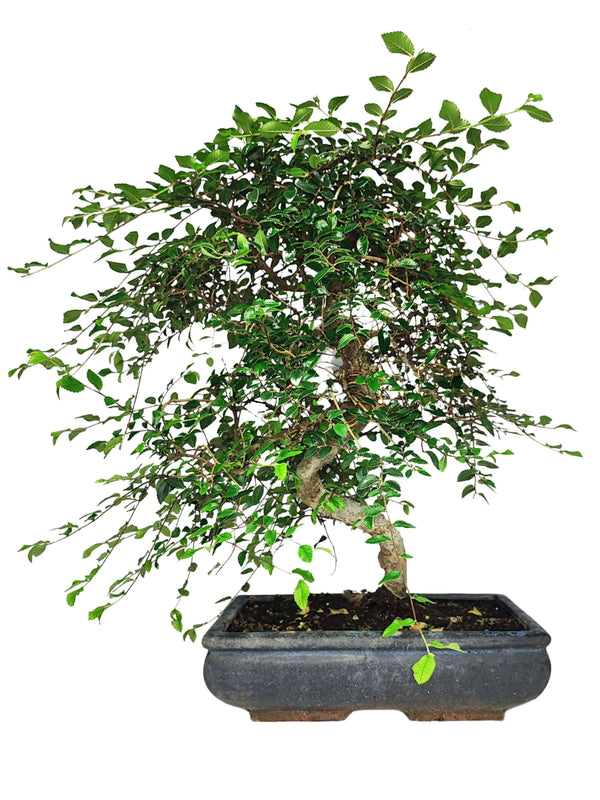 Bonsái Zelkova en forma de S - Altura de la planta 50 cm