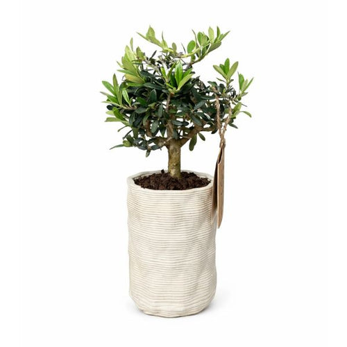 Bonsai Olivo Andromeda - pianta in vaso Made in Italy Andromeda su sfondo bianco, vista frontale