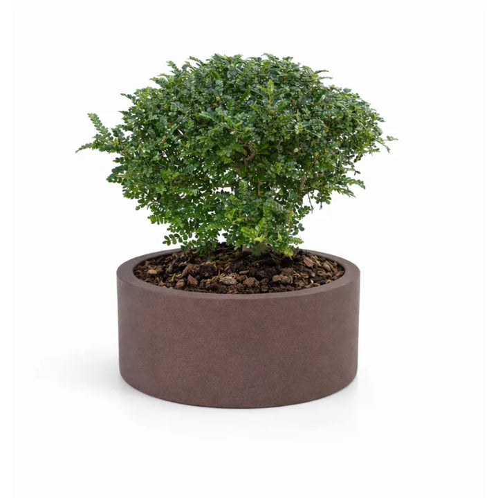 Bonsai Pepe - pianta da interno in vaso echo, vista frontale