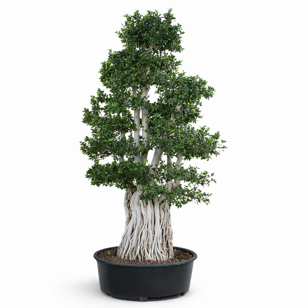 Bonsaï ficus multi-racines H.350