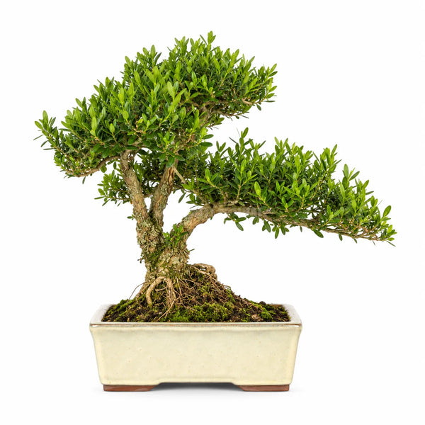 Bonsai Buxus harlandii, 15 Jahre – Premium-Kollektion