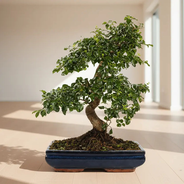 Bonsai Ligustrum S-Shape - Dettaglio del tronco a forma di S e delle foglie lucide