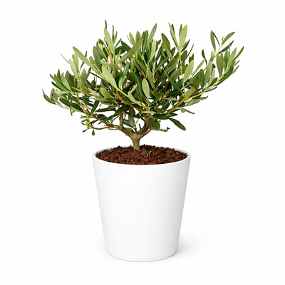 Olivier bonsaï Dallas Midi - Hauteur de la plante : 40 cm