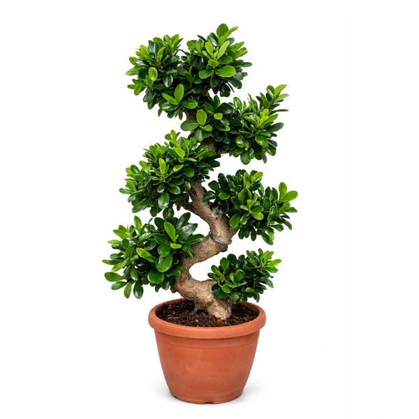 Bonsai S-shape H.100 cm