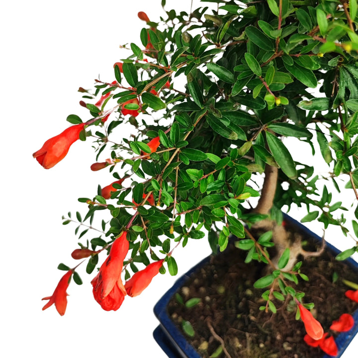 Ramo con fiori rossi di Punica Granatum Nana - bonsai da interno con foglie lucide