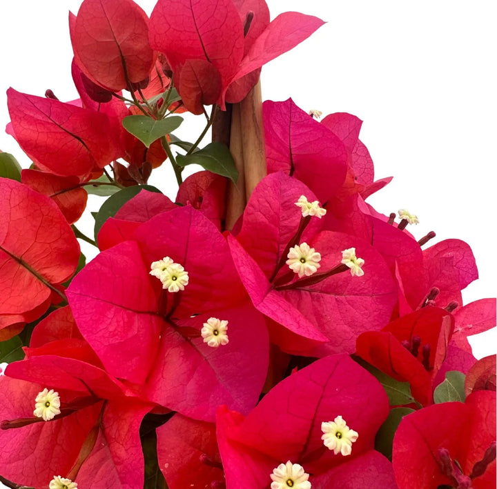 Bouganvillea Californiana - dettaglio fiori rosa intenso