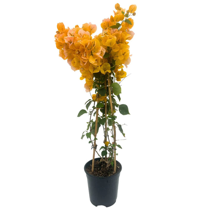 Bouganvillea Californiana Colori mix - pianta fiorita arancio in vaso