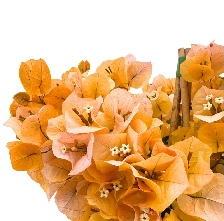 Bouganvillea Californiana - dettaglio fiori arancio tenue