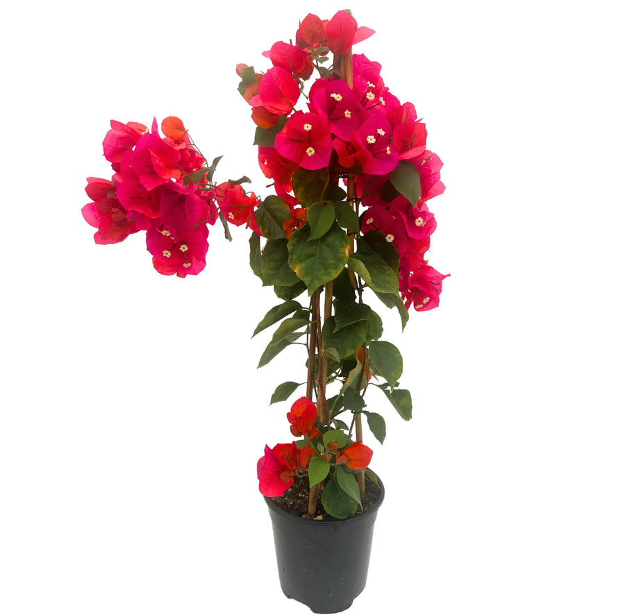 Bouganvillea Californiana Colori mix - pianta fiorita rosa intenso in vaso