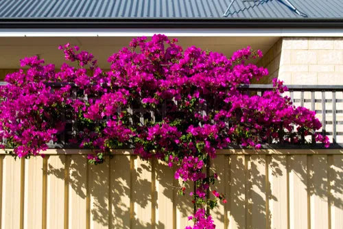 Bouganvillea Californiana Colori mix - pianta con fiori multicolore