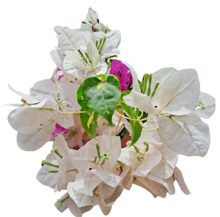 Bouganvillea Californiana Colori mix - pianta in vaso con fioritura abbondante