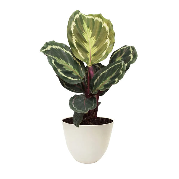 Médaillon Calathea hauteur 35 cm