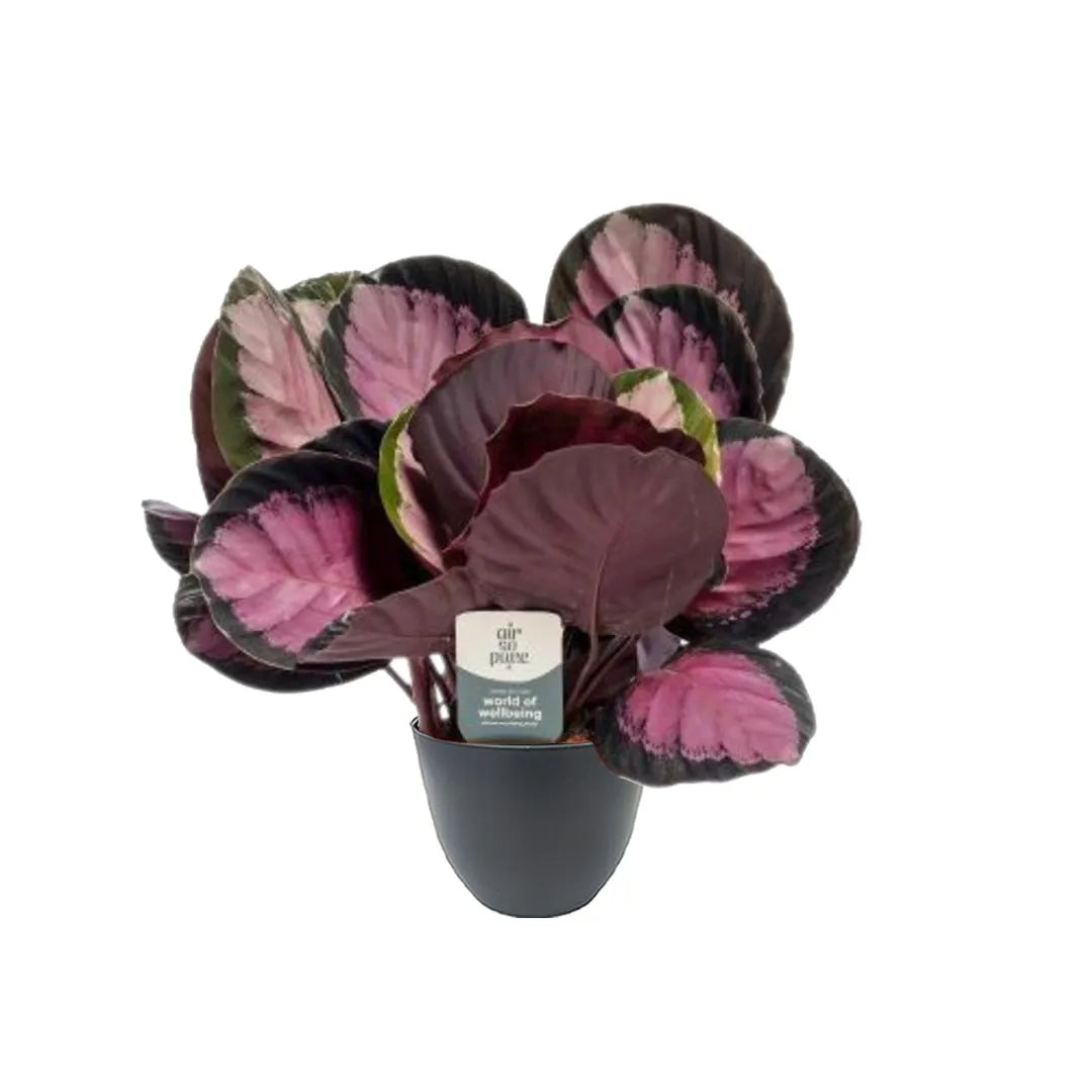 Calathea Roseopicta Crimson - dettaglio delle foglie vellutate con venature distintive