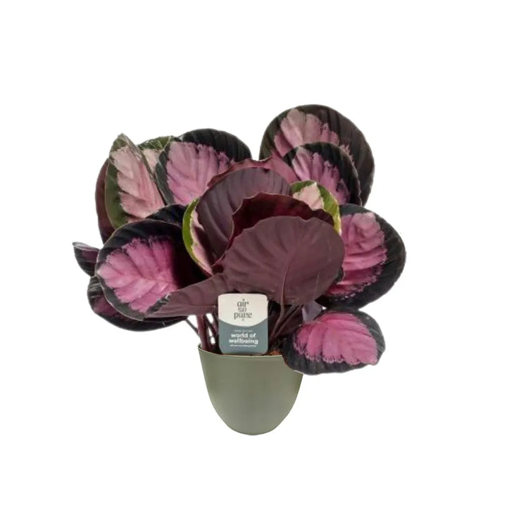 Calathea Roseopicta Crimson - vista ravvicinata del retro porpora delle foglie