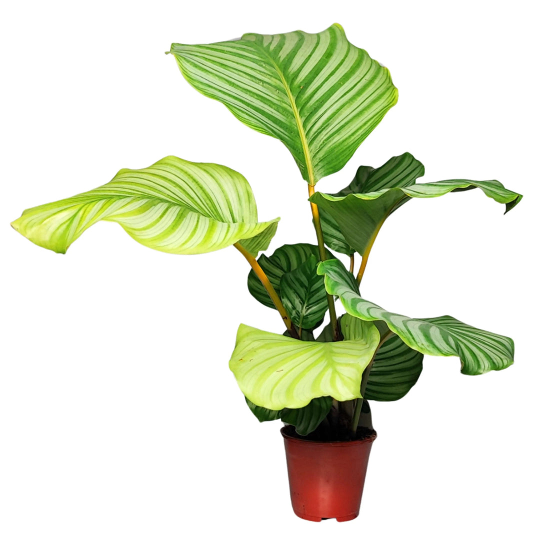 Vista laterale della Calathea Orbifolia in vaso con foglie grandi e ondulate

