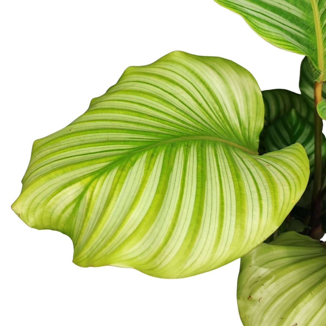 Dettaglio foglia Calathea Orbifolia con venature argentate su sfondo verde chiaro


