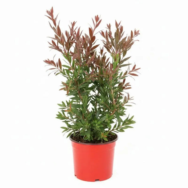 Callistemon Red Rocket - pianta ornamentale con fiori rossi a spazzola in vaso