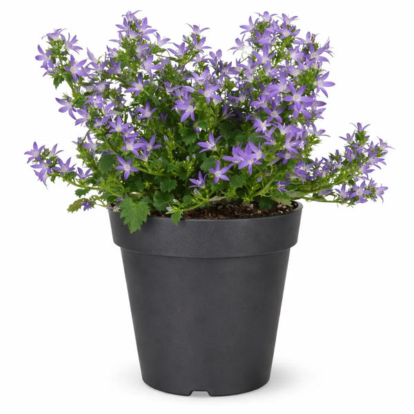 Bellflower catharina (budded) H.25 D.14 cm