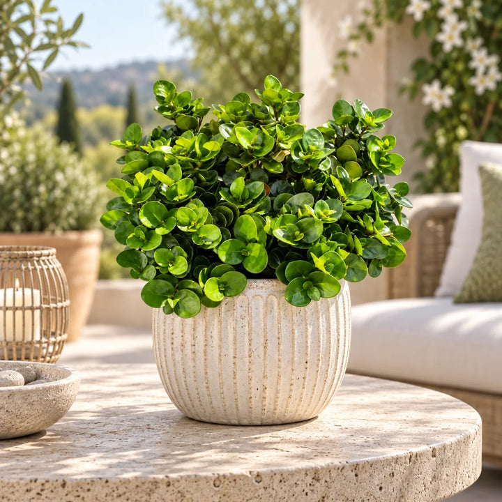 Carissa macrocarpa in vaso decorativo ambientata su terrazzo, pianta sempreverde con foglie verdi lucide e portamento compatto