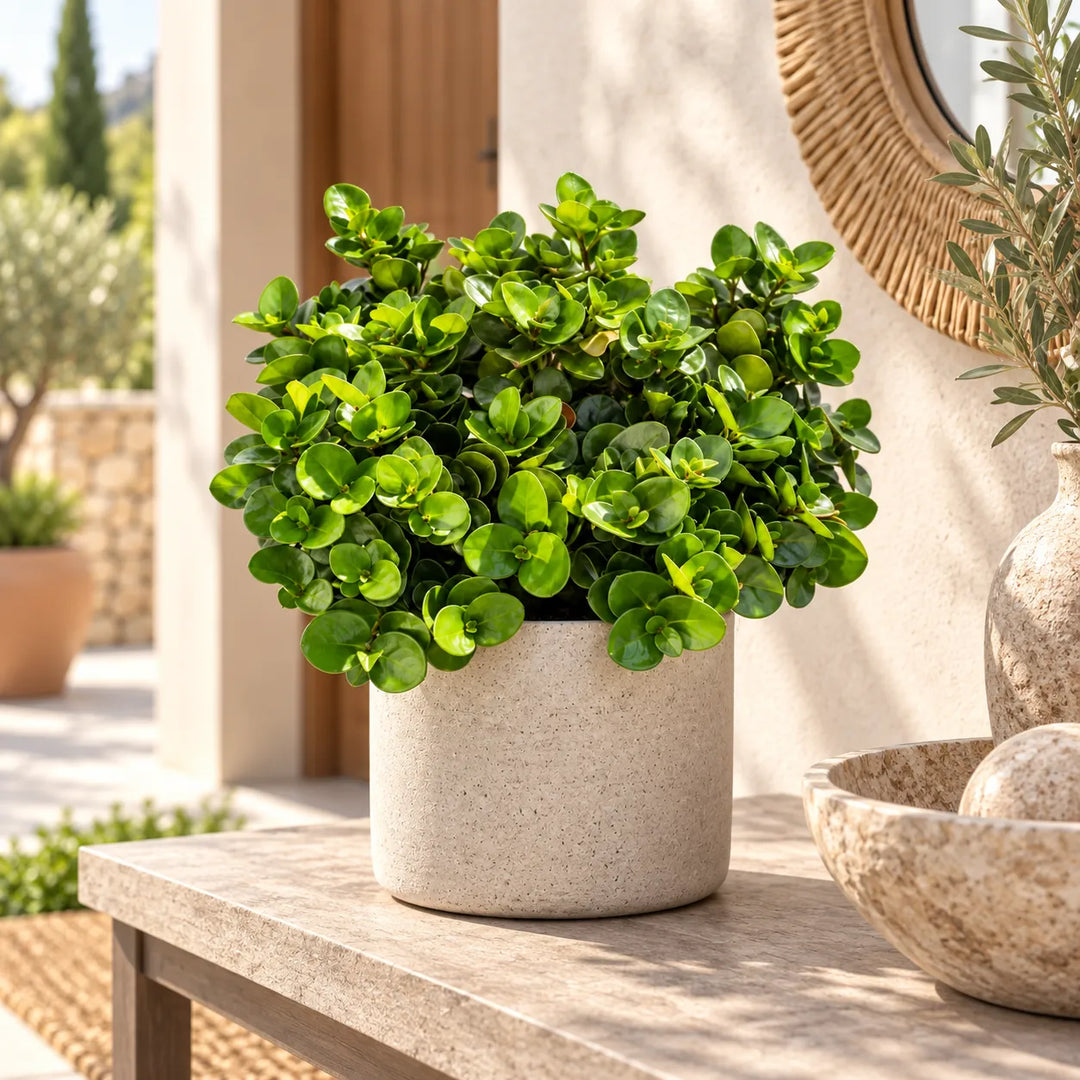 Carissa macrocarpa in vaso decorativo ambientata in uno spazio esterno luminoso, ideale per terrazzi, balconi e verande