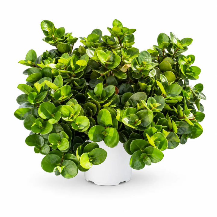 Carissa macrocarpa in vaso su sfondo bianco, pianta ornamentale sempreverde con chioma folta e foglie verdi lucide