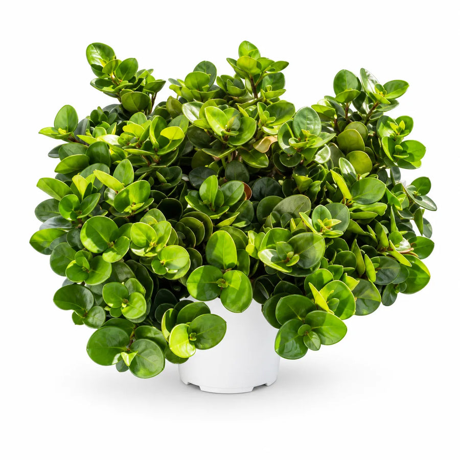 Carissa macrocarpa in vaso su sfondo bianco, pianta ornamentale sempreverde con chioma folta e foglie verdi lucide