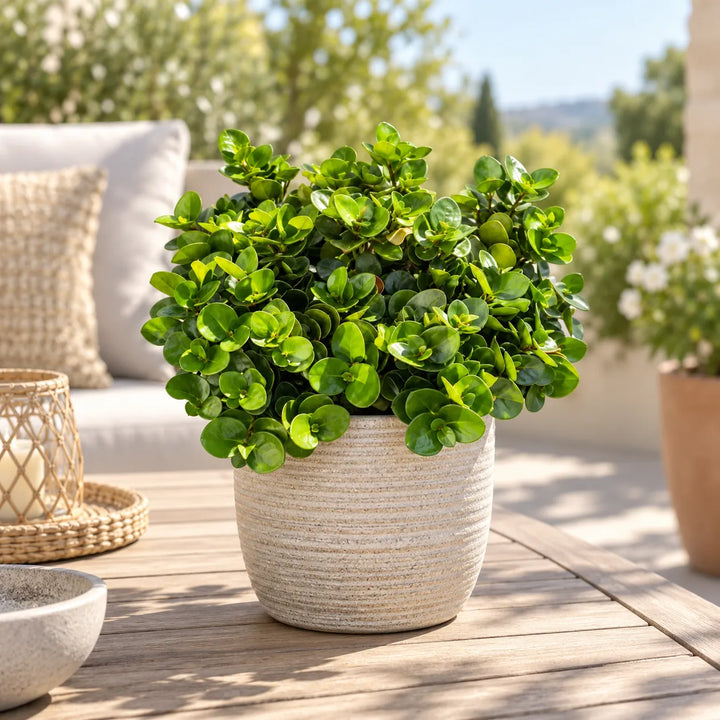Carissa macrocarpa in vaso ambientata su tavolo in terrazzo, pianta da esterno sempreverde dalla vegetazione folta e compatta