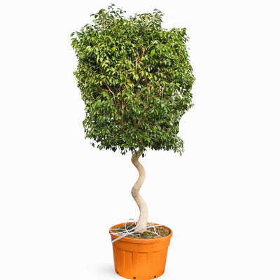 Ficus exotica spliral in vaso plastica D.69 H. 270/300 cm