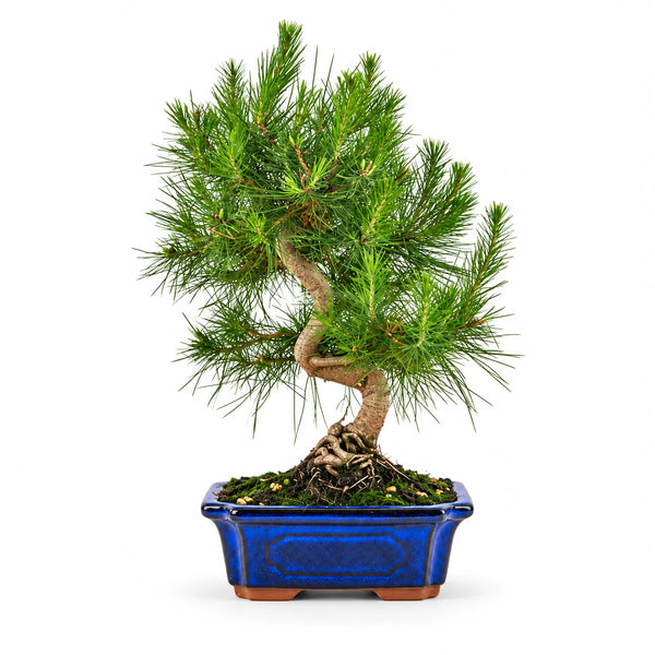 Bonsaï Pinus halepensis de 9 ans – Collection premium