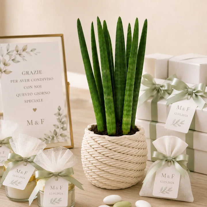 Sansevieria cylindrica im handgefertigten Keramiktopf Carina D.10 cm M